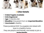 Shih Tzu Puppies