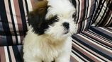 Shih Tzu Puppies