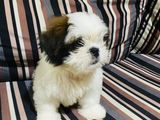 Shih Tzu Puppies