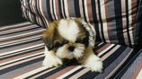 Shih Tzu Puppies