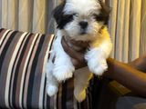 Shih Tzu Puppies