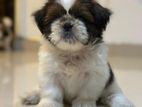 Shih Tzu Puppies - for Loving Homes
