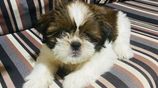 Shih Tzu Puppies