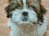 Shih Tzu Puppies