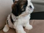 Shih Tzu Puppies