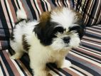 Premium Shih Tzu Puppies