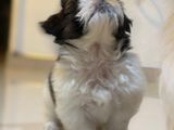 Premium Shih Tzu Puppies