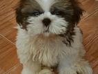 Premium Shih Tzu Puppies