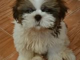 Premium Shih Tzu Puppies