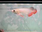 Premium Super High Back Arowana