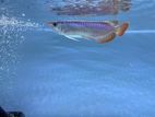 Super Red Arowana