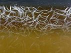 Premium Vinegar Eel Live Starter Culture Fish food