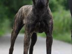 Presa Canario Female Puppy