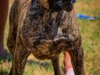 Presa Canario Female Puppy