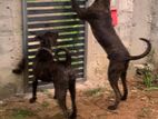 Presa Canario Female Puppy