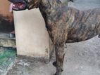 Presa Canario