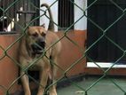 Presa Canario Dog