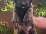 Presa Canario