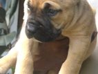 Presa Canario Puppy