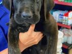 Presa Canario Pups