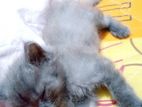 Persian Kittens