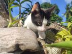 Kittens for Kind Home