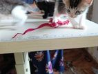 Kittens for Kind Home