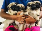 Pug Puppies
