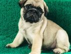 Pug Puppies