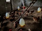 Prima RIR Chickens For Eggs