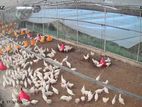 Prima White Egg Layers 3 Months Old