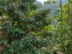 Prime 28-Acre Land for Sale in Gampola