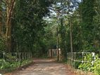 Prime 3.3-Acre Land with Excellent Development Potential in Dodangoda