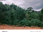 prime 4.75 acres land with rubber and cinnamon for sale in kagalle
