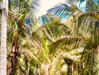 64.5 Parappu Coconut Estate Land - Nunavil