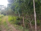 Land for Sale in Balangoda
