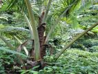 Prime Agricultural Land for Sale – Deraniyagala