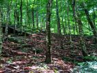 Prime Agricultural Land for Sale – Deraniyagala