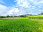 Prime Agro Land for Sale in Matale Dambulla
