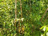 Prime Cinnamon Cultivation Land for Sale in Ambalangoda