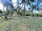 Prime Coconut Land for Sale at Bingiriya