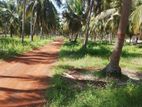 Prime coconut land for sale in Daluwa - Palavi