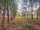 Prime Commercial Rubber Land for Sale in Biyagama