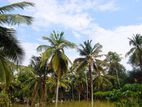 Prime Development Land for Sale in Yakkala Near Gampaha