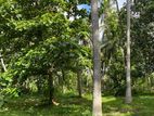 PRIME INVESTMENT OPPORTUNITY | 1.5 ACRES IN KATANA