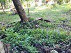 Prime Land for Sale In Aththanagalla, Gampaha, Near Nittambuwa