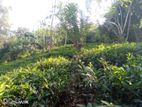 Prime Land for Sale in Galle