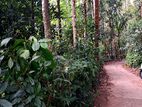 Prime Land for Sale in Kandy City Limit