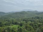 Prime Land for Sale in Ratnapura - Nivitigala