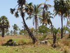 Prime Land for Sale Near Pasikuda Beach Tourism Zone